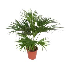 Livistona Chinensis - 150 cm - ø24 (8721055691037)