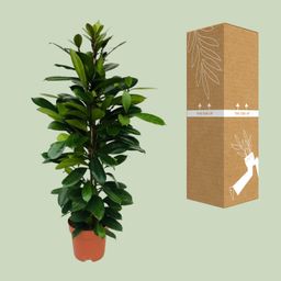 Ficus Cyathistipula (8720634287357)