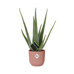 Aloe Vera 12cm in ELHO Vibes Fold 14cm roze (21709)