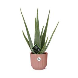 Aloe Vera 12cm in ELHO Vibes Fold 14cm roze (21709)
