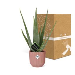 Aloe Vera 12cm in ELHO Vibes Fold 14cm roze (21709)