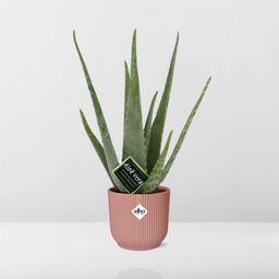 Aloe Vera 12cm in ELHO Vibes Fold 14cm roze (21709)