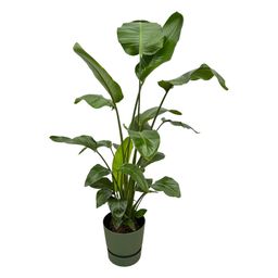 Strelitzia Nicolai inclusief elho Greenville Round groen (8721081601529)