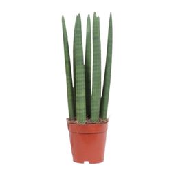 Sansevieria Straight (10113)
