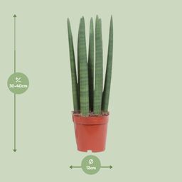 Sansevieria Straight (10113)