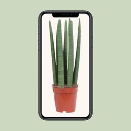 Sansevieria Straight (10113)