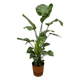 Strelitzia Nicolai inclusief elho Greenville Round bruin (8721081601574)