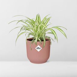 Chlorophytum Comosum Variegatum in ELHO Vibes Fold 14cm roze (21737)