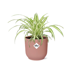 Chlorophytum Comosum Variegatum in ELHO Vibes Fold 14cm roze (21737)