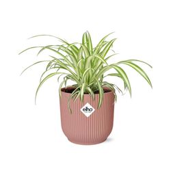 Chlorophytum Comosum Variegatum in ELHO Vibes Fold 14cm roze (21737)