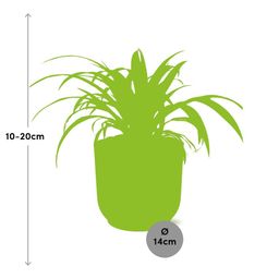 Chlorophytum Comosum Variegatum in ELHO Vibes Fold 14cm roze (21737)