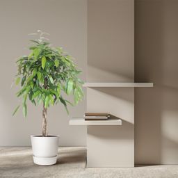 Ficus Amstel King gevlochten stam - 140 cm - ø30 (8721055690610)