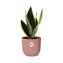 Sansevieria Futura Superba in ELHO Vibes Fold 14cm roze (21802)