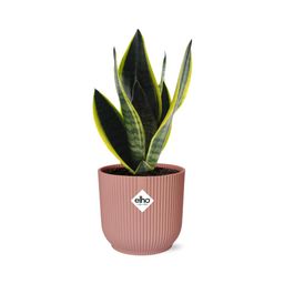 Sansevieria Futura Superba in ELHO Vibes Fold 14cm roze (21802)