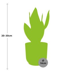 Sansevieria Futura Superba in ELHO Vibes Fold 14cm roze (21802)