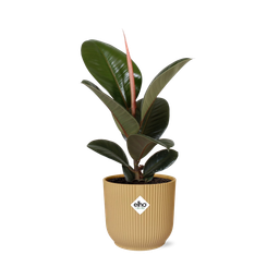 Ficus Elastica ‘Robusta’ in ELHO Vibes Fold 14cm geel (21789)