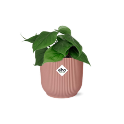 Philodendron Scandens in ELHO Vibes Fold 14cm roze (21720)