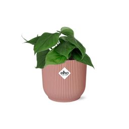 Philodendron Scandens in ELHO Vibes Fold 14cm roze (21720)