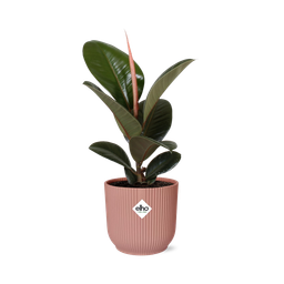 Ficus Elastica ‘Robusta’ in ELHO Vibes Fold 14cm roze (21799)