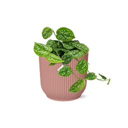 Scindapsus Pictus ‘Argyraeus’ in ELHO Vibes Fold 14cm roze (21718)