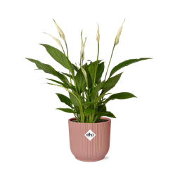 Spathiphyllum 12 Cm Torelli in ELHO Vibes Fold 14cm roze (21724)