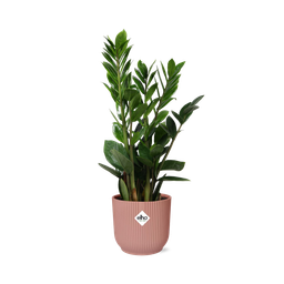 Zamioculcas – Hoogte 45-50 in ELHO Vibes Fold 14cm roze (21736)