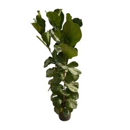 Ficus Lyrata struik - 180 cm - Ø35 (8721081600812)