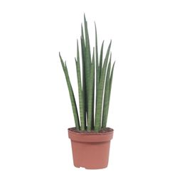 Sansevieria Mikado (10063)