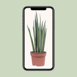 Sansevieria Mikado (10063)