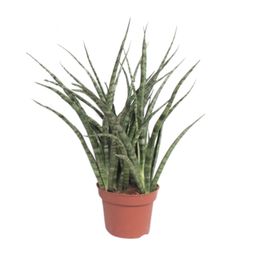 Sansevieria Fernwood Punk (10067)
