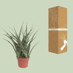 Sansevieria Fernwood Punk (10067)