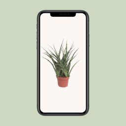 Sansevieria Fernwood Punk (10067)