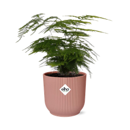 Asparagus Setaceus ‘Plumosus’ in ELHO Vibes Fold 14cm roze (21729)