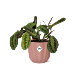 Maranta Leuconeura ‘Fascinator’ Tricolor in ELHO Vibes Fold 14cm roze (21719)