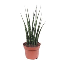Sansevieria Fernwood Mikado (10179)