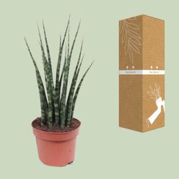 Sansevieria Fernwood Mikado (10179)
