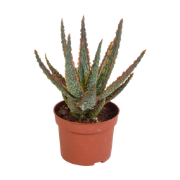 House of cactus Aloë zebrina Dannyz 10,5cm - zonder pot (8720387961535)