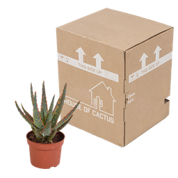 House of cactus Aloë zebrina Dannyz 10,5cm - zonder pot (8720387961535)