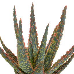 House of cactus Aloë zebrina Dannyz 10,5cm - zonder pot (8720387961535)