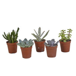 House of cactus Vetplanten mix 5.5 cm - 5x - zonder pot (8720387961054)