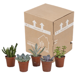 House of cactus Vetplanten mix 5.5 cm - 5x - zonder pot (8720387961054)