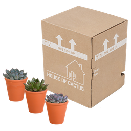 House of cactus Echeveria mix 8.5 cm - 3x - in terracotta pot (8720387961313)