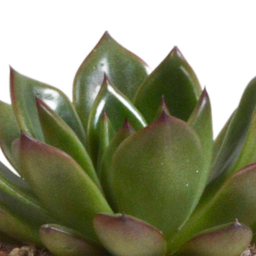 House of cactus Echeveria mix 8.5 cm - 3x - in terracotta pot (8720387961313)