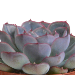 House of cactus Echeveria mix 8.5 cm - 3x - in terracotta pot (8720387961313)