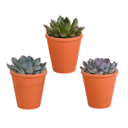 House of cactus Echeveria mix 8.5 cm - 3x - in terracotta pot (8720387961313)
