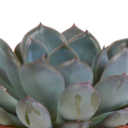 House of cactus Echeveria mix 8.5 cm - 3x - in terracotta pot (8720387961313)