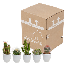 House of cactus Cactus mix 5.5 cm - 5x - in witte pot (8720618070104)