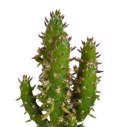 House of cactus Cactus mix 5.5 cm - 5x - in witte pot (8720618070104)
