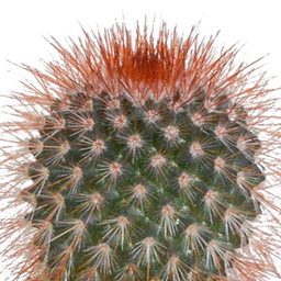 House of cactus Cactus mix 5.5 cm - 5x - in witte pot (8720618070104)