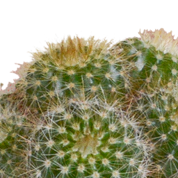 House of cactus Cactus mix 5.5 cm - 5x - in witte pot (8720618070104)